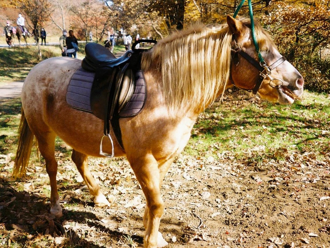 フィルムカメラで撮影した馬