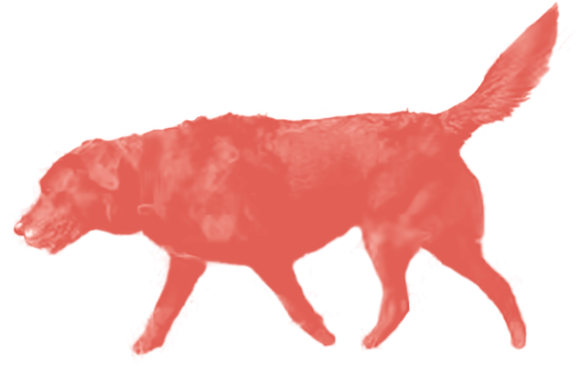 歩くサニー