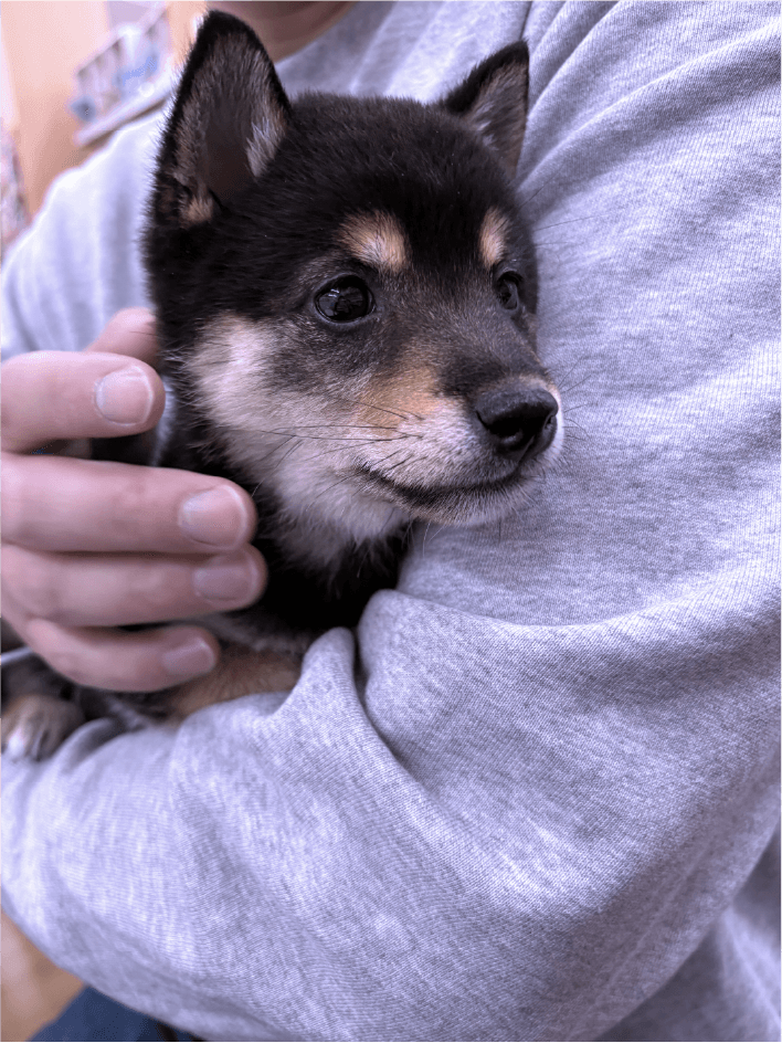犬