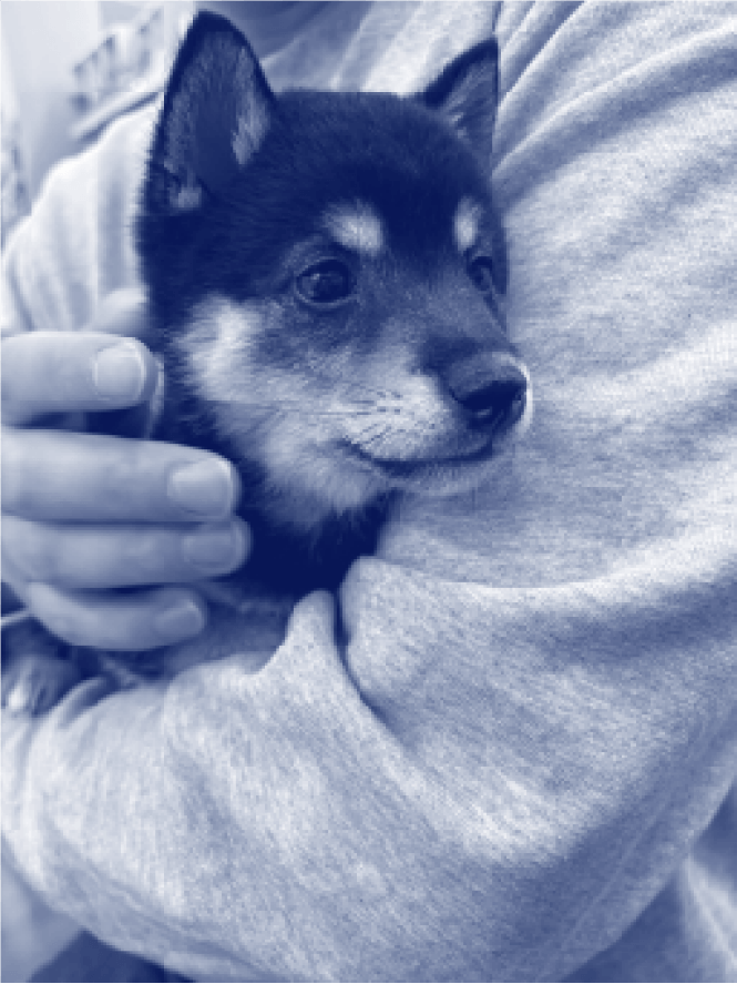 ホバー時の犬