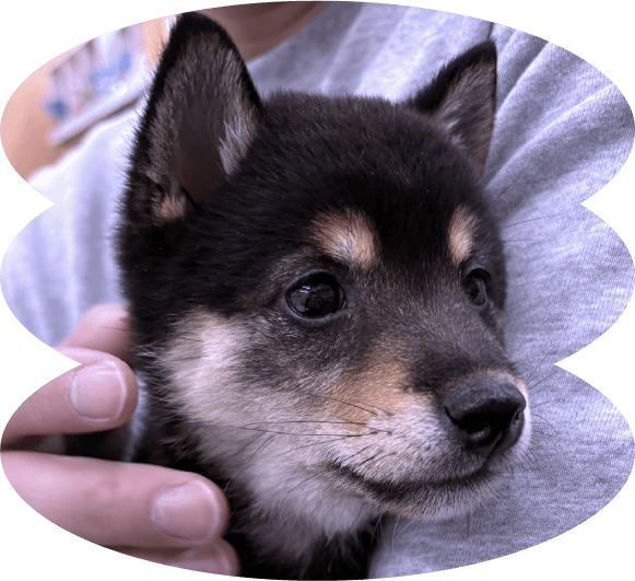 SP版の犬