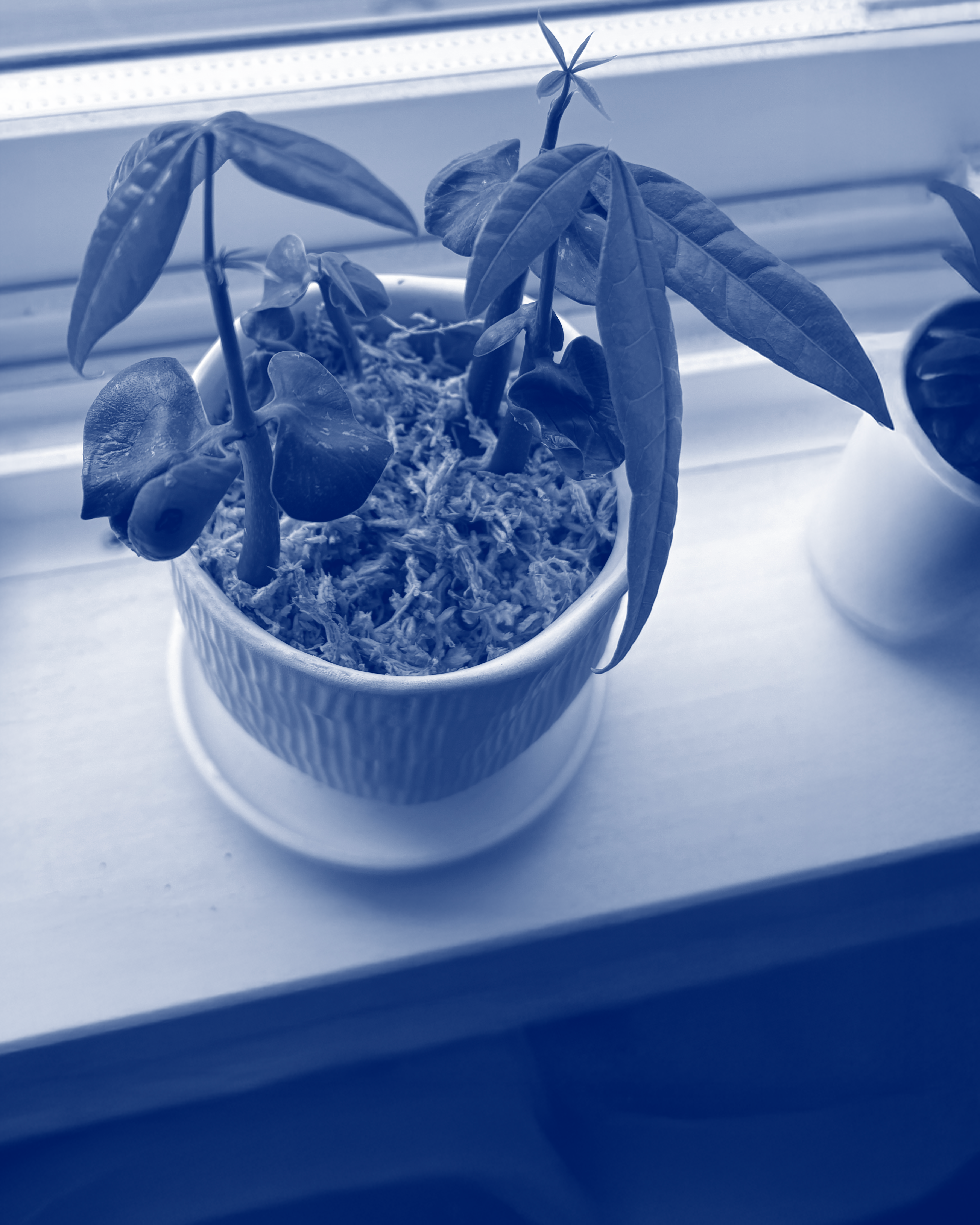 ホバー時の観葉植物