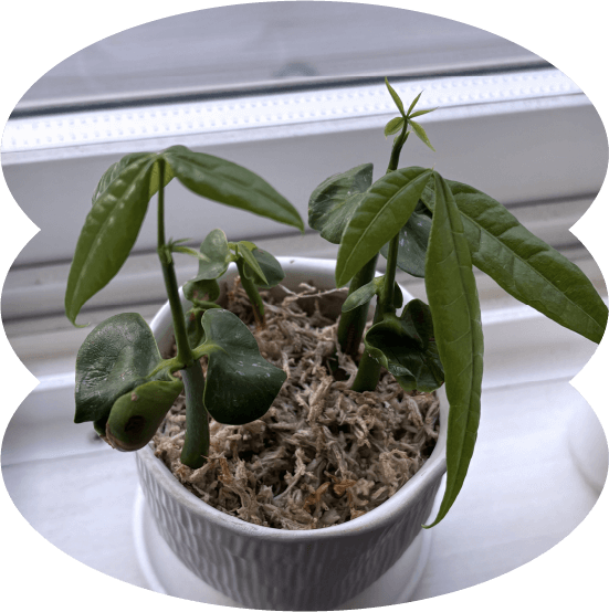 SP版の観葉植物